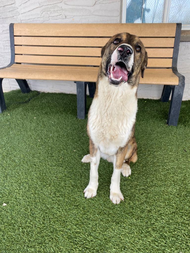 Clifford, an adoptable Anatolian Shepherd, Mixed Breed in Chino Valley, AZ, 86323 | Photo Image 5
