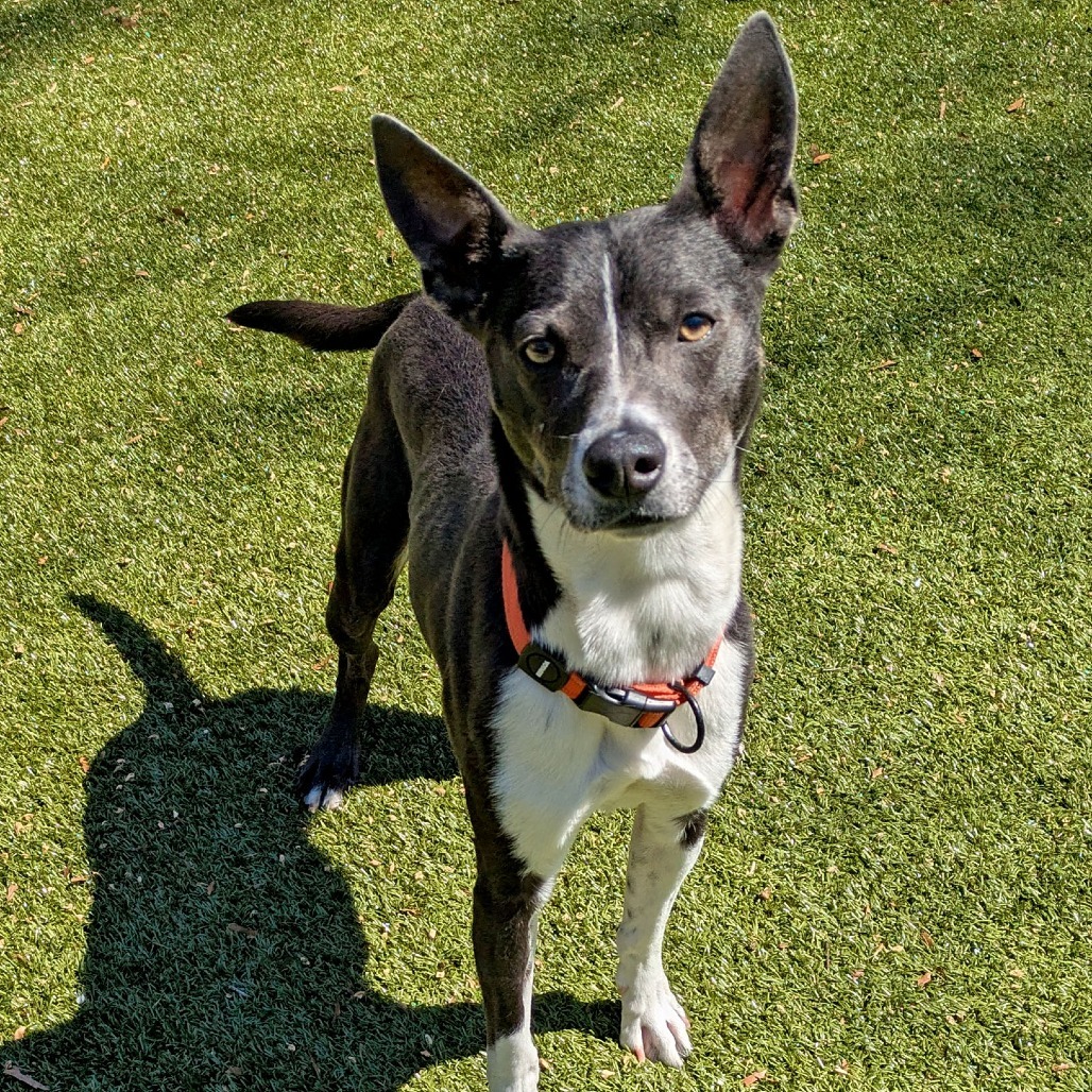 Lola