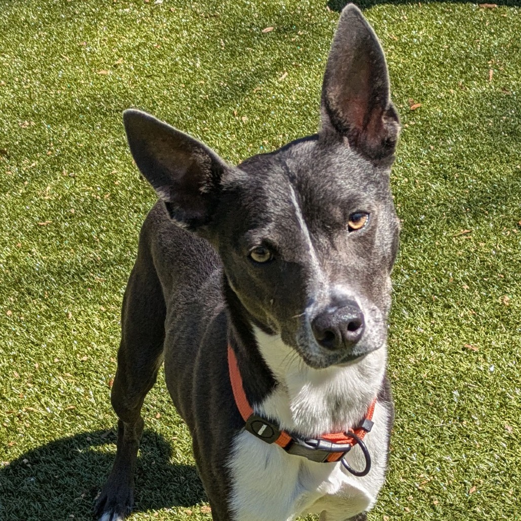 Lola