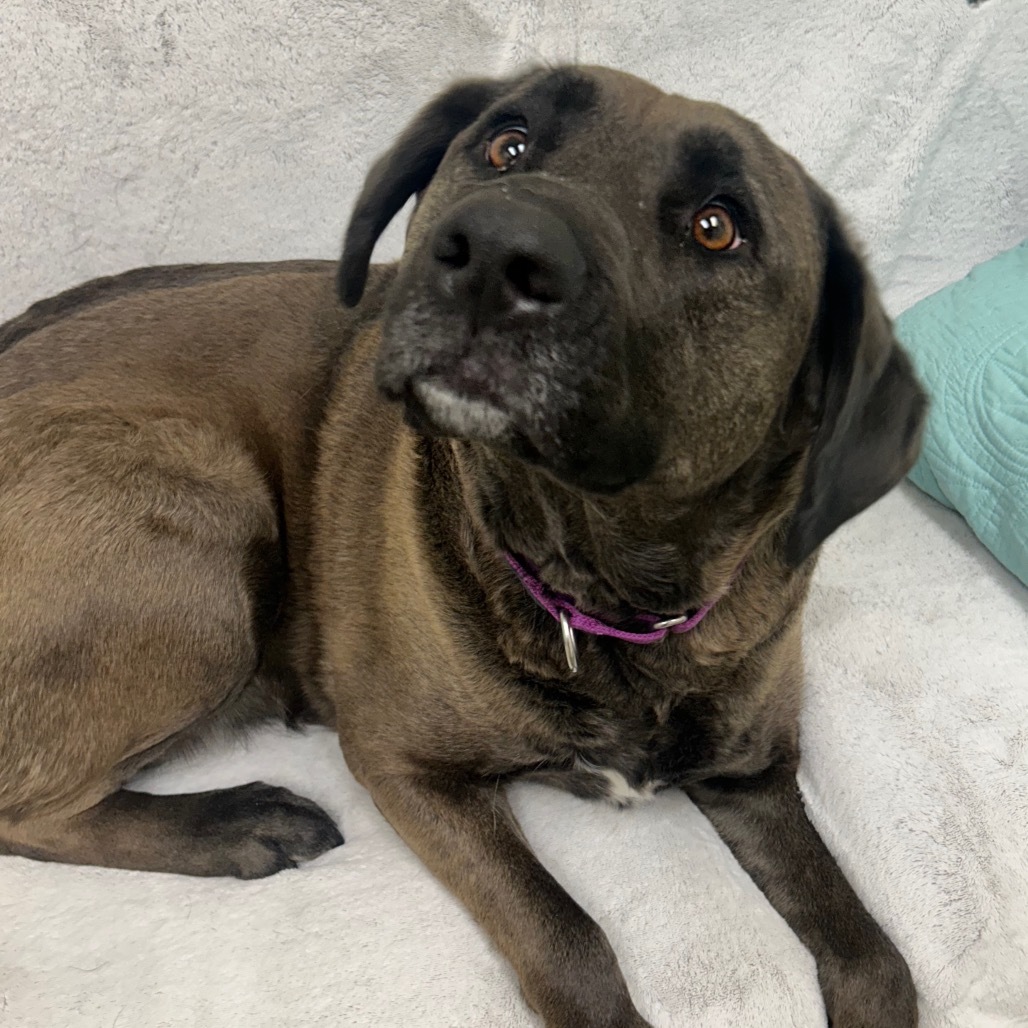 Shelby, an adoptable Black Labrador Retriever in Thomaston, ME, 04861 | Photo Image 1