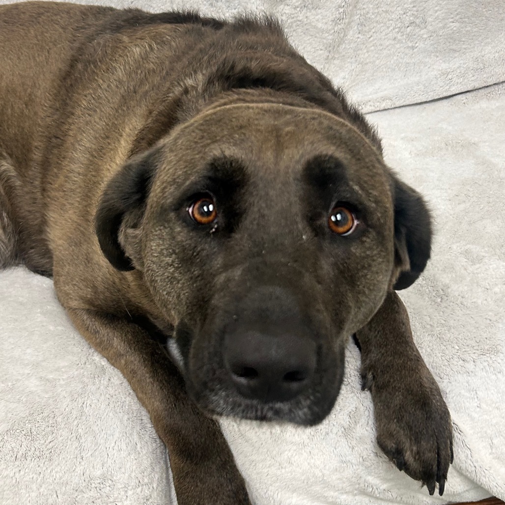 Shelby, an adoptable Black Labrador Retriever in Thomaston, ME, 04861 | Photo Image 2