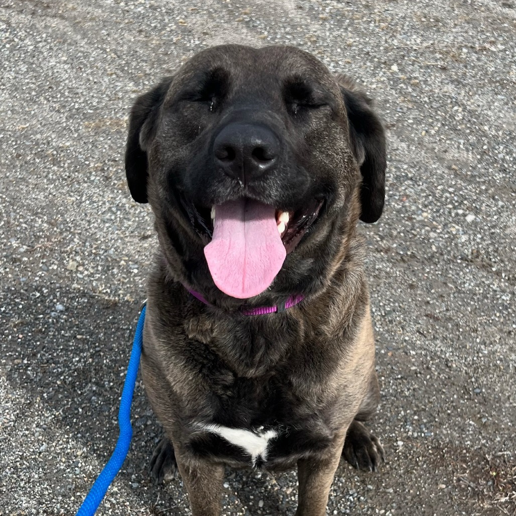 Shelby, an adoptable Black Labrador Retriever in Thomaston, ME, 04861 | Photo Image 3