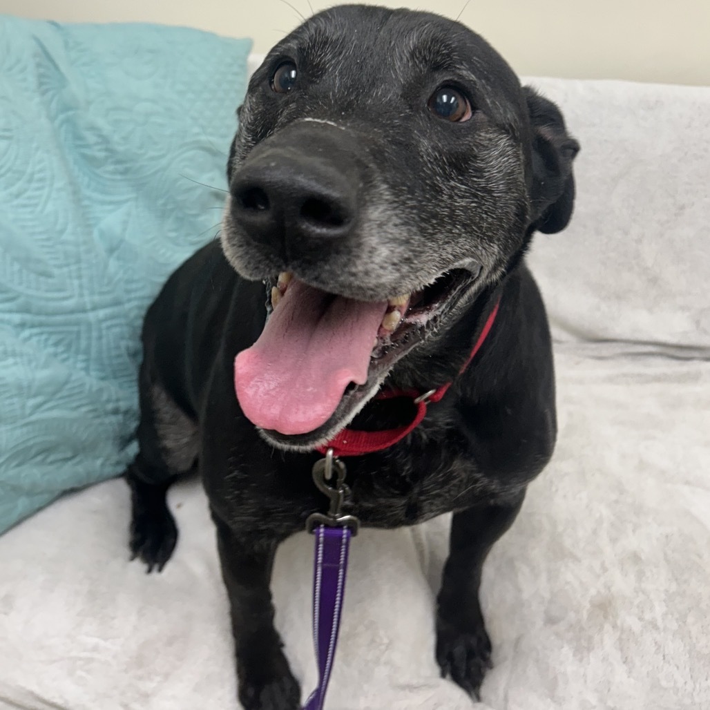 Rusty, an adoptable Black Labrador Retriever in Thomaston, ME, 04861 | Photo Image 1