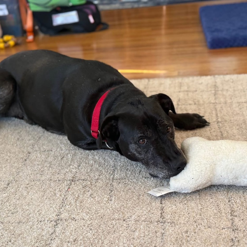 Rusty, an adoptable Black Labrador Retriever in Thomaston, ME, 04861 | Photo Image 1