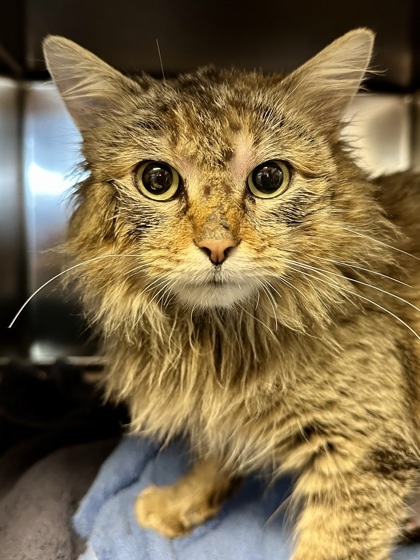 Miss Spinks, an adoptable Domestic Medium Hair in Wichita, KS, 67219 | Photo Image 1