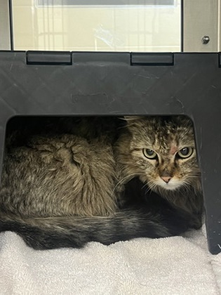 Miss Spinks, an adoptable Domestic Medium Hair in Wichita, KS, 67219 | Photo Image 2
