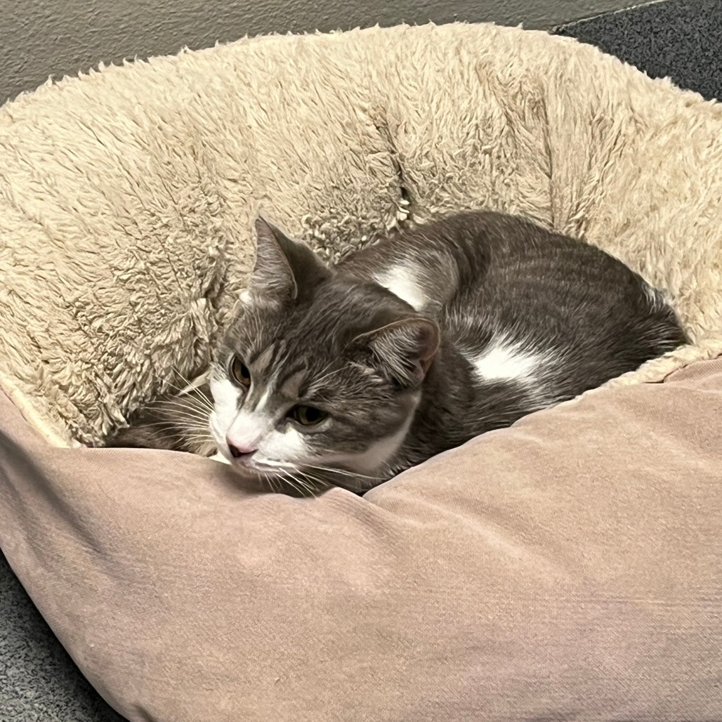 Elena, an adoptable Domestic Short Hair in Fort Collins, CO, 80524 | Photo Image 1