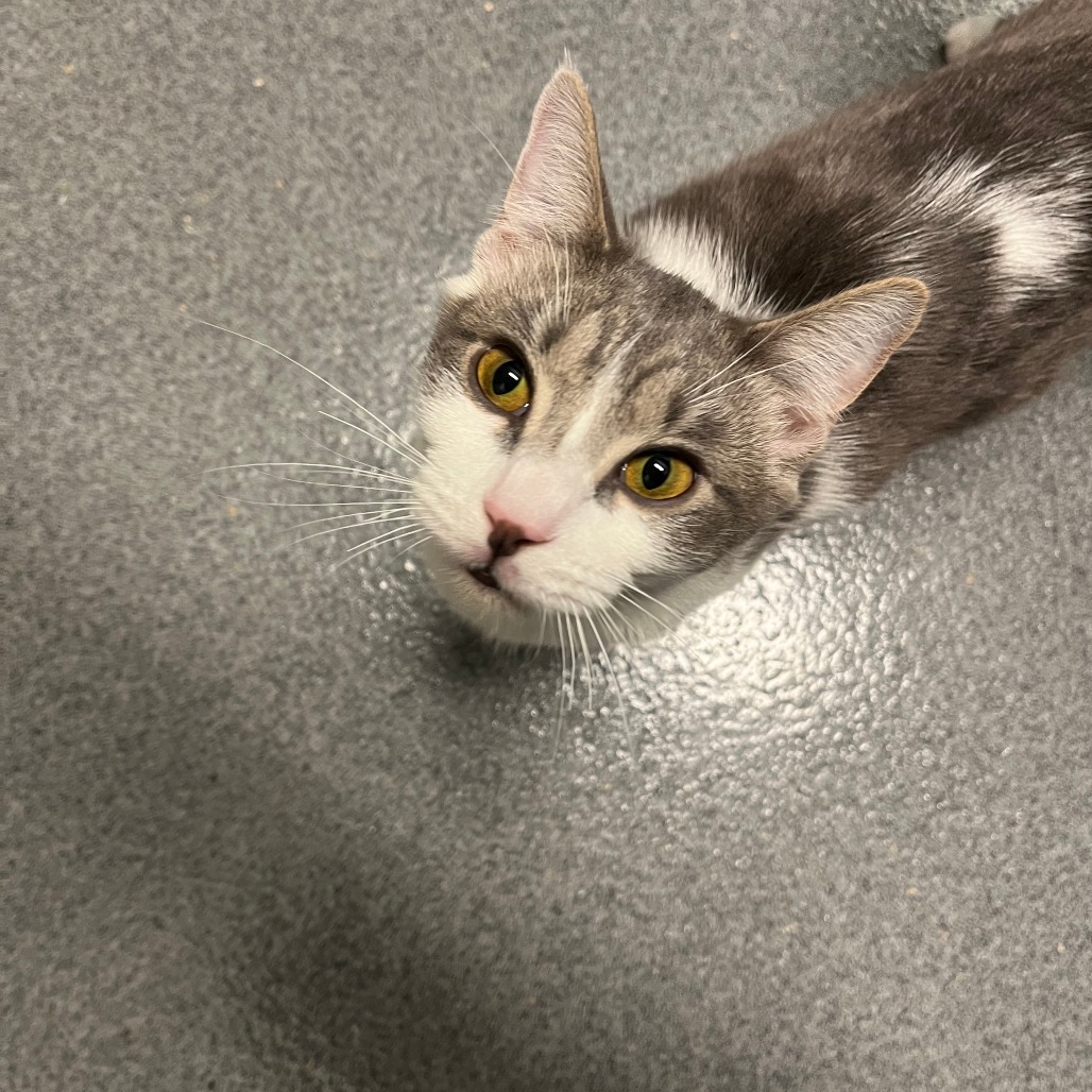 Elena, an adoptable Domestic Short Hair in Fort Collins, CO, 80524 | Photo Image 2