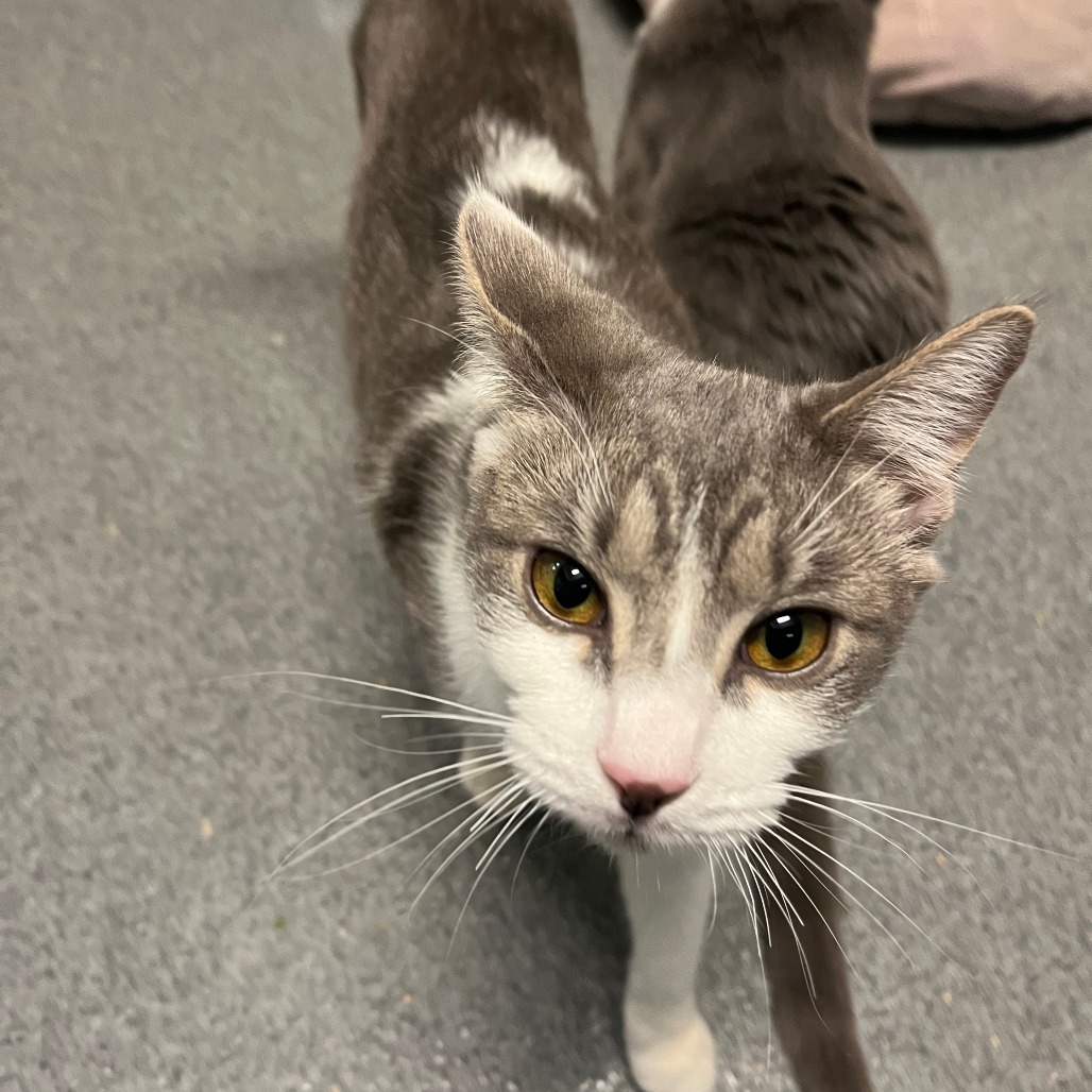 Elena, an adoptable Domestic Short Hair in Fort Collins, CO, 80524 | Photo Image 3