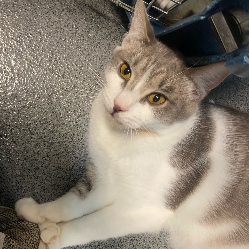 Elena, an adoptable Domestic Short Hair in Fort Collins, CO, 80524 | Photo Image 4