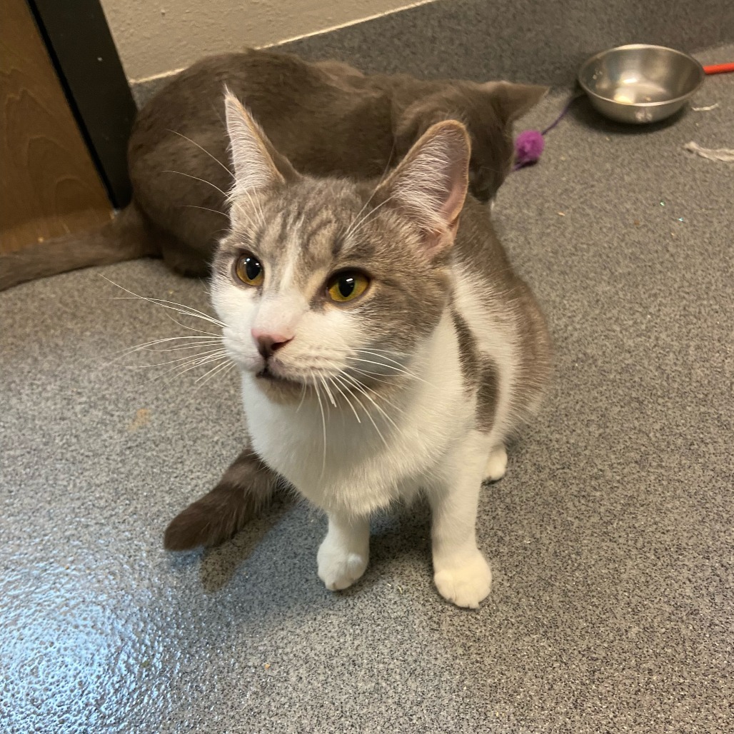 Elena, an adoptable Domestic Short Hair in Fort Collins, CO, 80524 | Photo Image 5