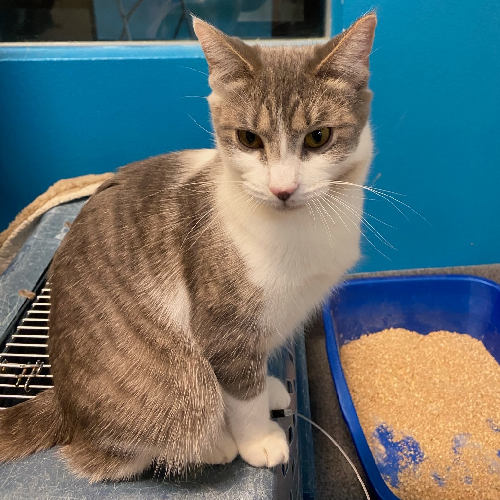 Elena, an adoptable Domestic Short Hair in Fort Collins, CO, 80524 | Photo Image 6