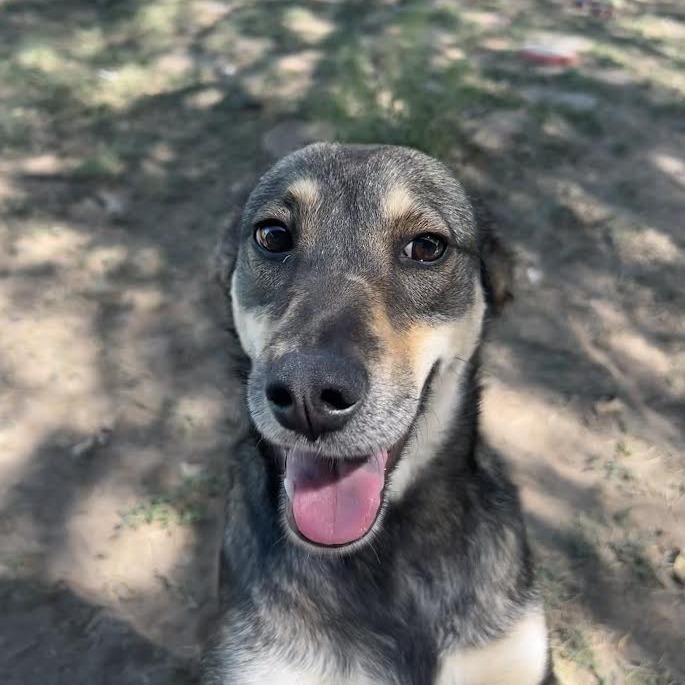 Jewls, an adoptable German Shepherd Dog, Rottweiler in Laredo, TX, 78041 | Photo Image 1