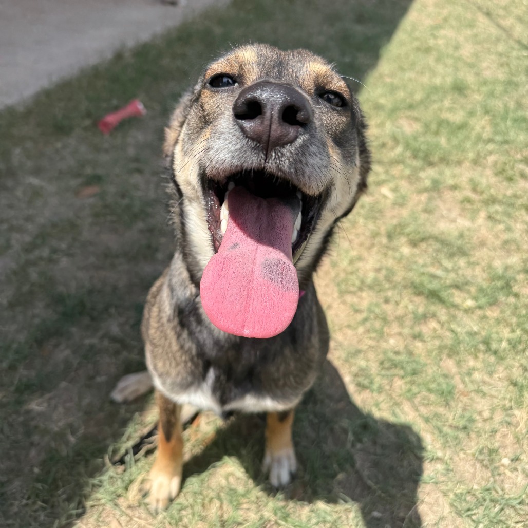 Jewls, an adoptable German Shepherd Dog, Rottweiler in Laredo, TX, 78041 | Photo Image 2