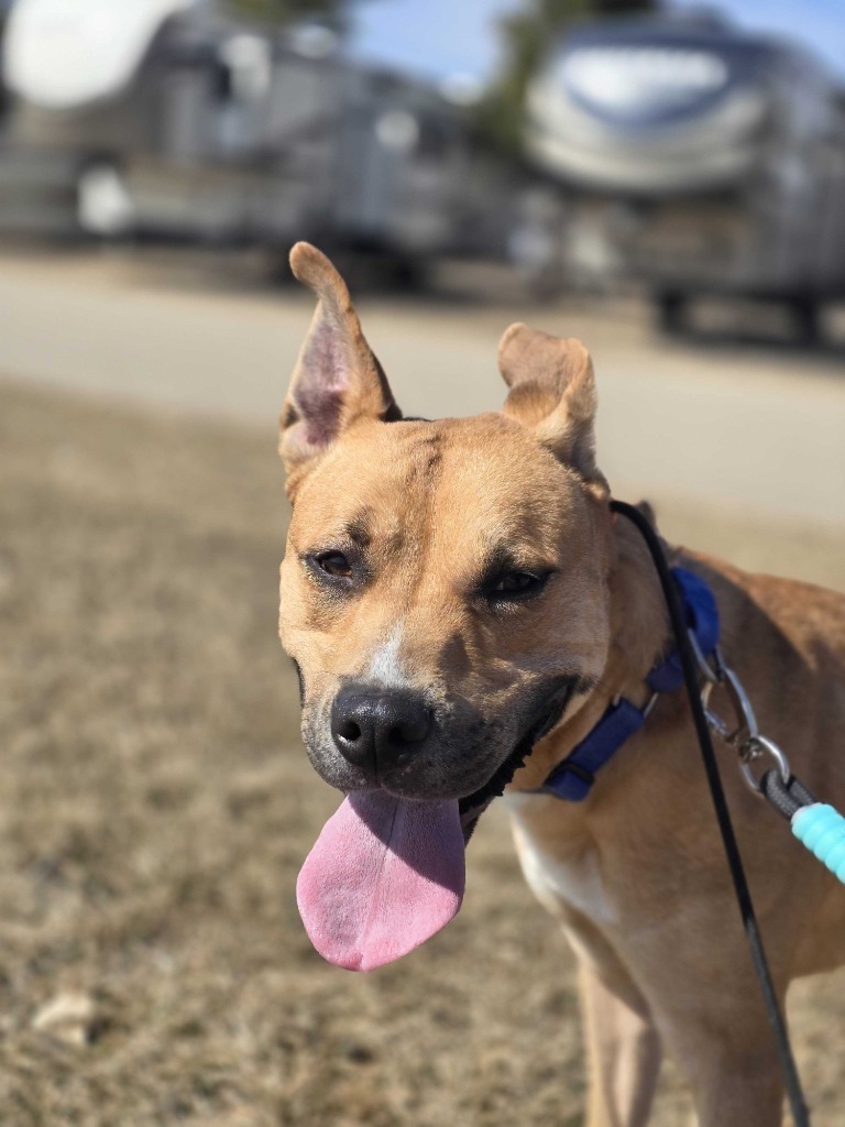 Percy, an adoptable Mixed Breed in Minot, ND, 58702 | Photo Image 1