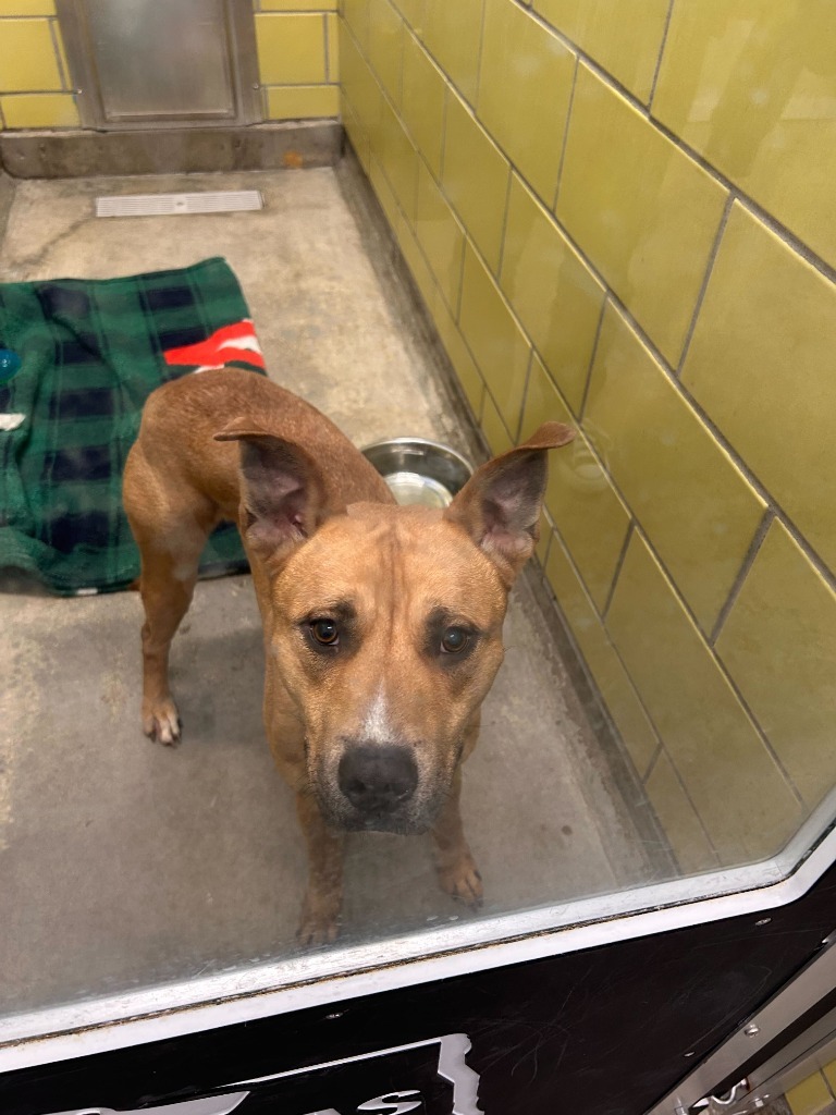 Percy, an adoptable Mixed Breed in Minot, ND, 58702 | Photo Image 2