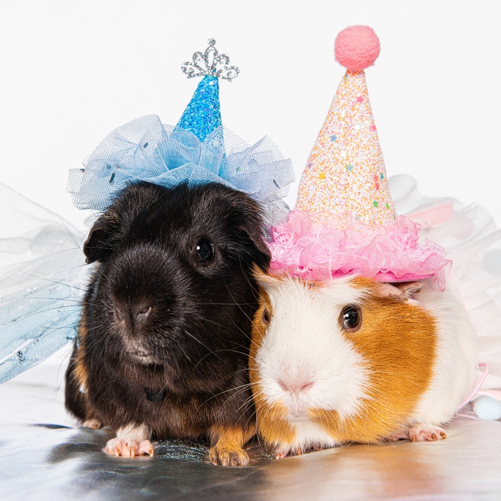 Elphaba & Glinda - We're a bonded pair!