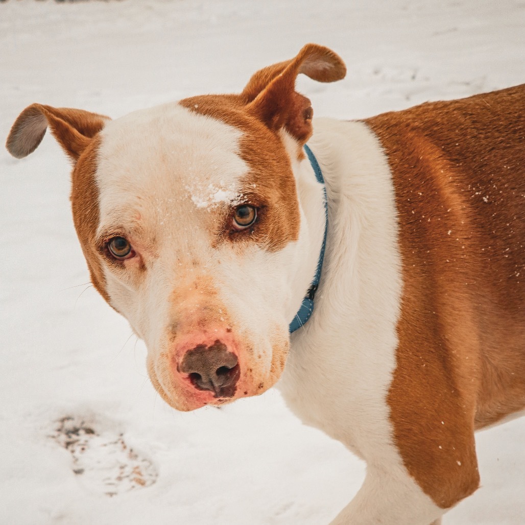 Kratos, an adoptable American Staffordshire Terrier, Pit Bull Terrier in Lander, WY, 82520 | Photo Image 1