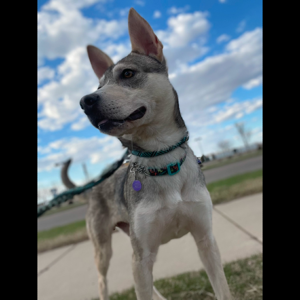 Kuzco, an adoptable Mixed Breed in Bismarck, ND, 58507 | Photo Image 1