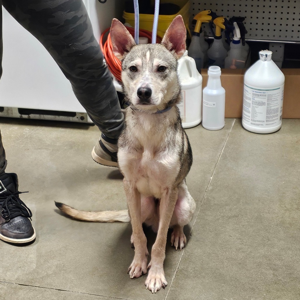 Kuzco, an adoptable Mixed Breed in Bismarck, ND, 58507 | Photo Image 2
