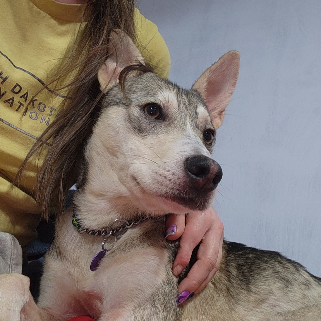 Kuzco, an adoptable Mixed Breed in Bismarck, ND, 58507 | Photo Image 3