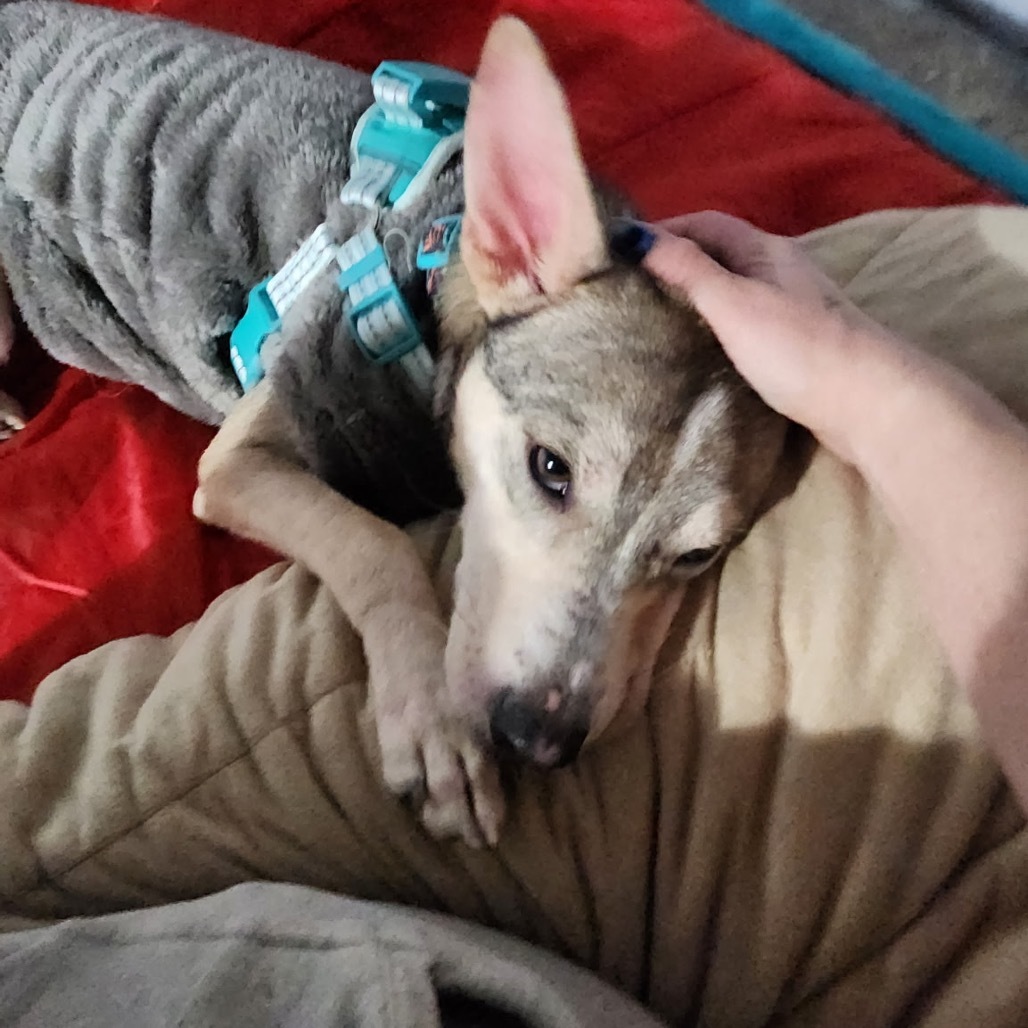 Kuzco, an adoptable Mixed Breed in Bismarck, ND, 58507 | Photo Image 4