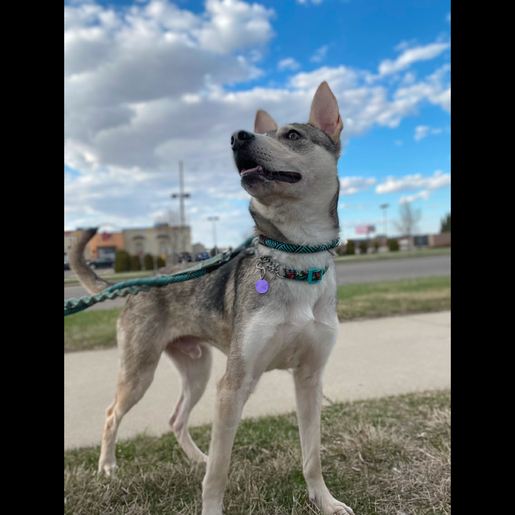 Kuzco, an adoptable Mixed Breed in Bismarck, ND, 58507 | Photo Image 5