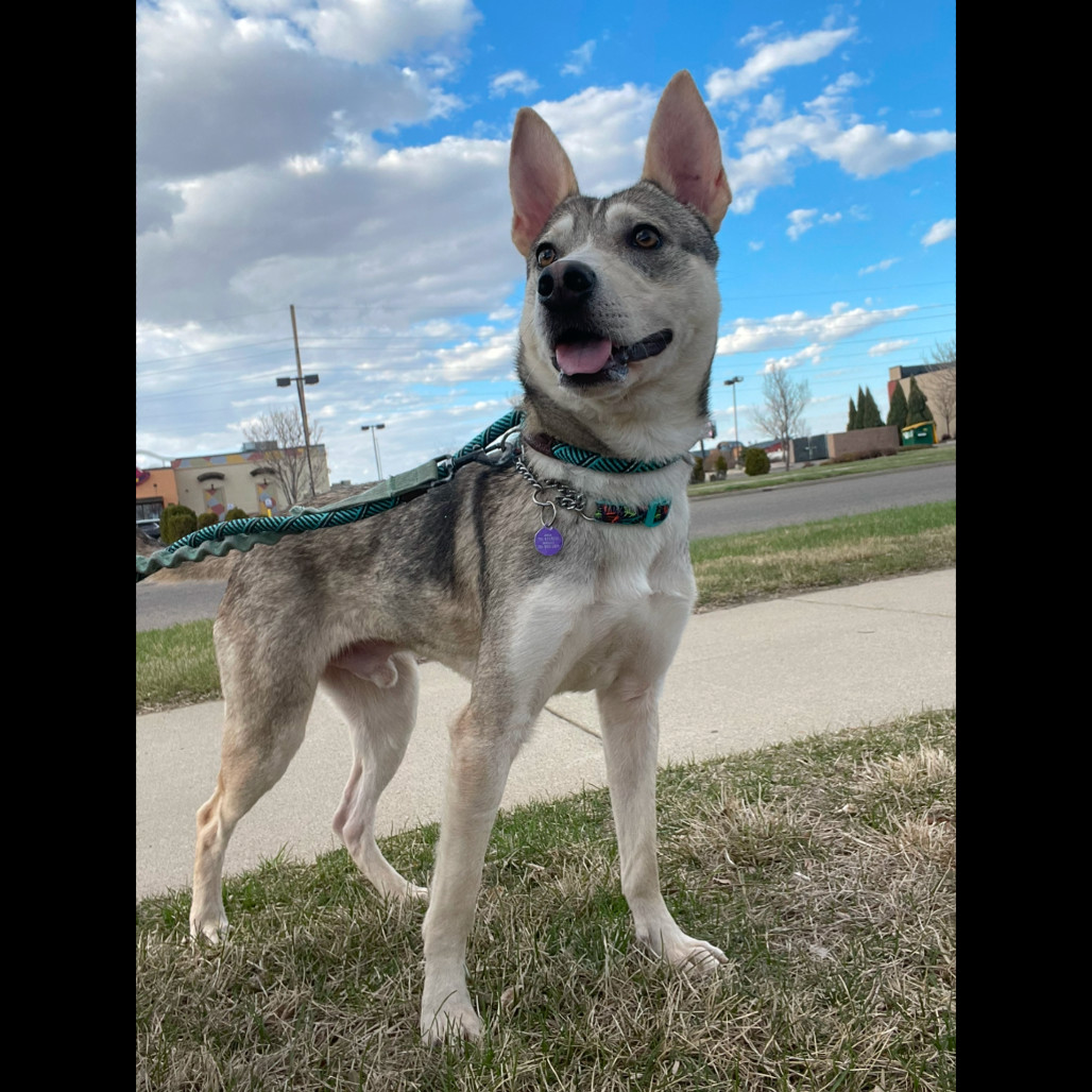 Kuzco, an adoptable Mixed Breed in Bismarck, ND, 58507 | Photo Image 6