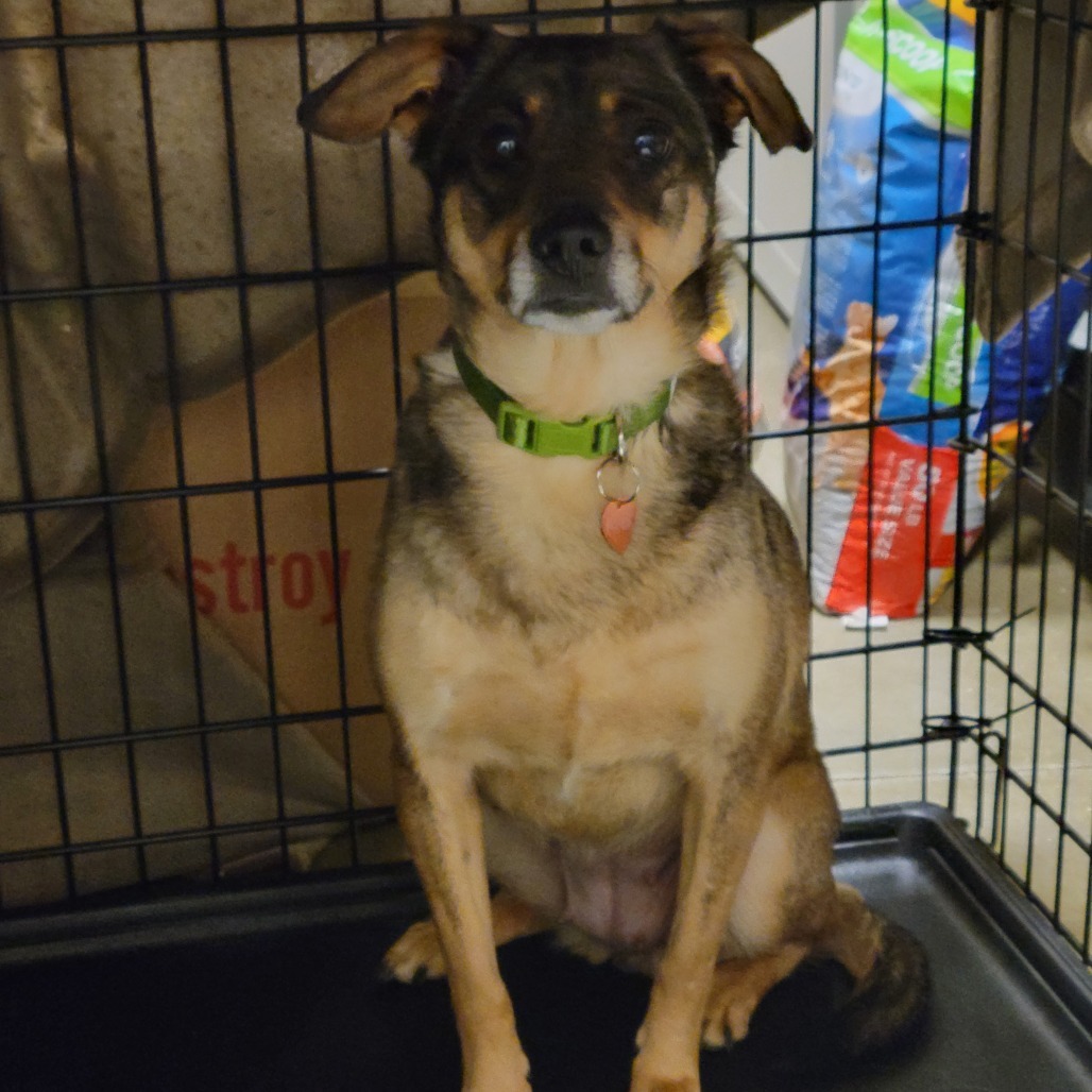 Maggie, an adoptable Chihuahua, Mixed Breed in Bismarck, ND, 58507 | Photo Image 1