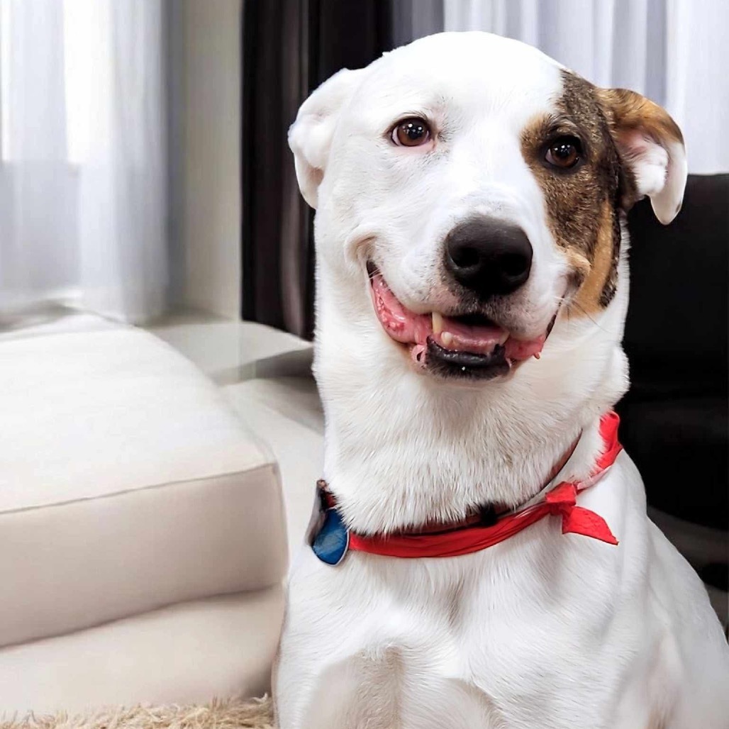 Jackson, an adoptable Mixed Breed in Zimmerman, MN, 55398 | Photo Image 1