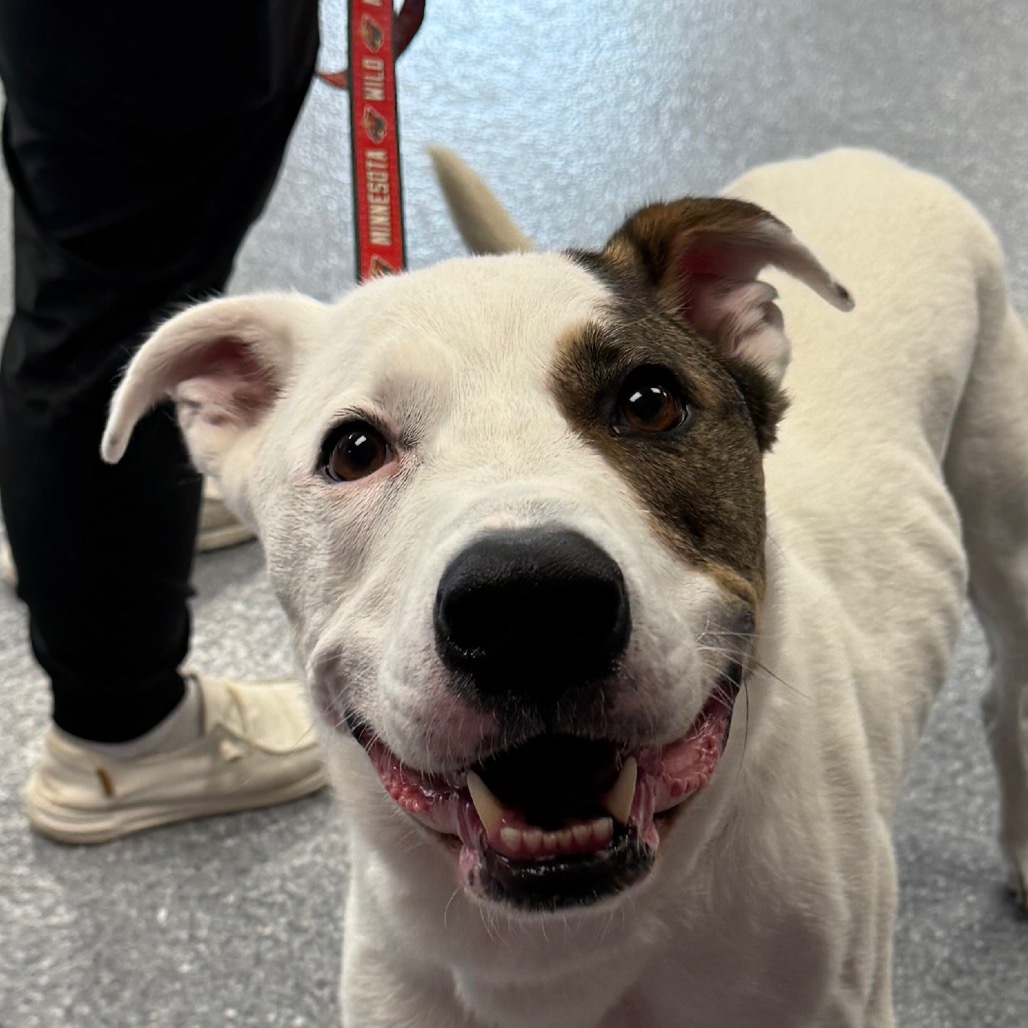 Jackson, an adoptable Mixed Breed in Zimmerman, MN, 55398 | Photo Image 2