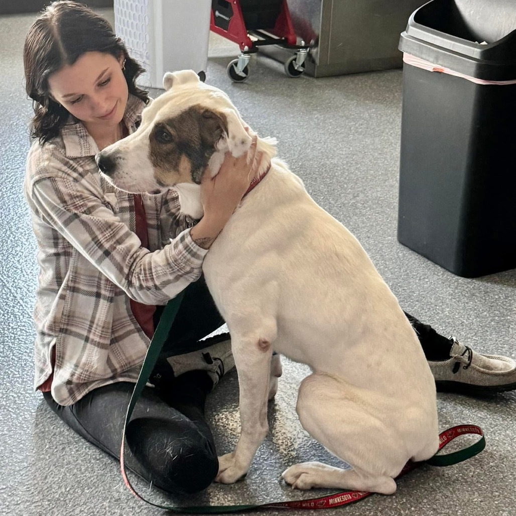 Jackson, an adoptable Mixed Breed in Zimmerman, MN, 55398 | Photo Image 3