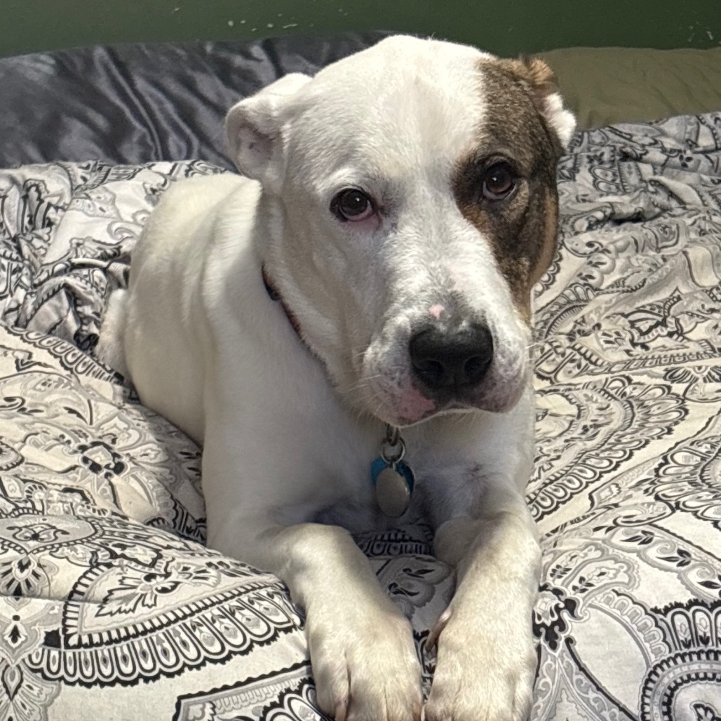 Jackson, an adoptable Mixed Breed in Zimmerman, MN, 55398 | Photo Image 4