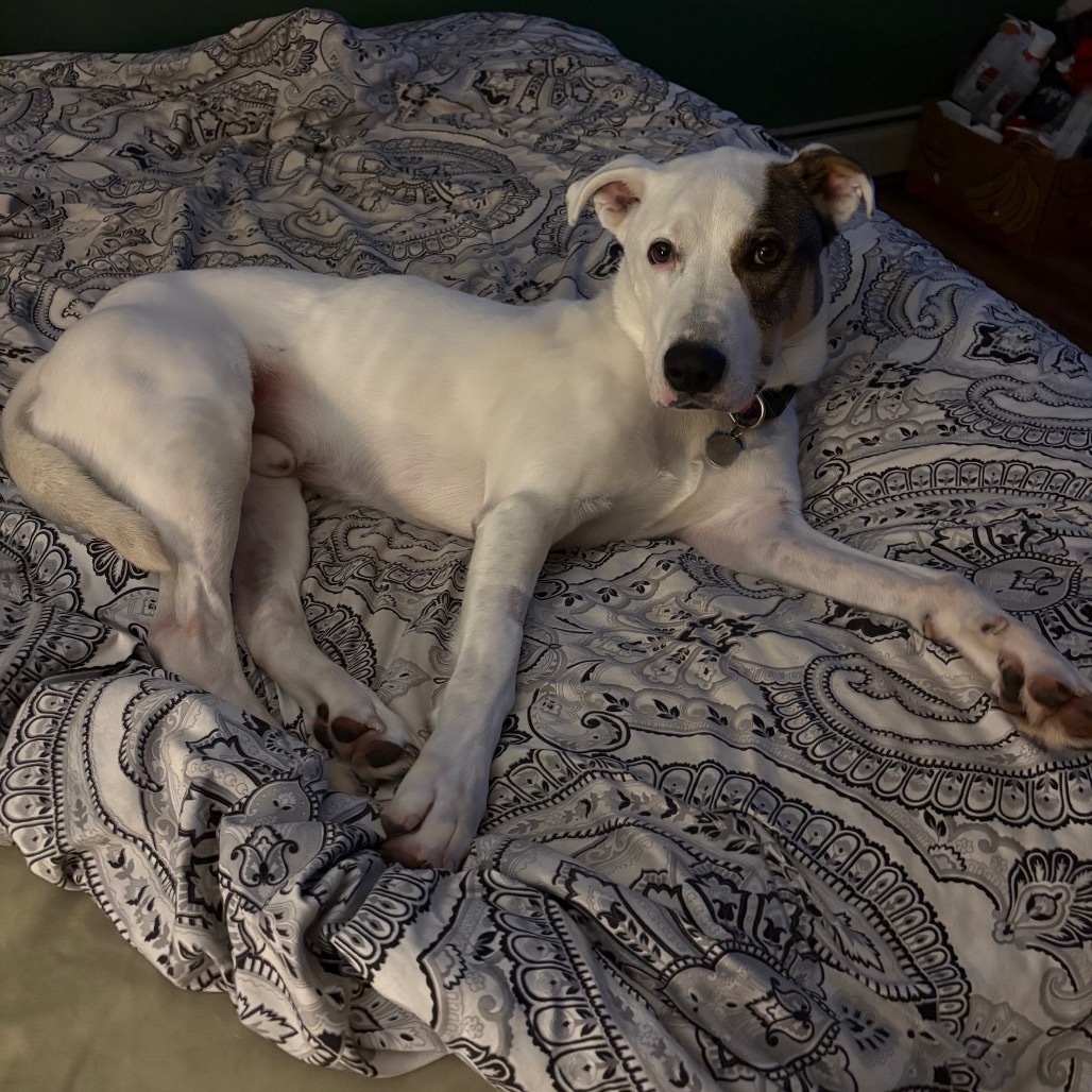 Jackson, an adoptable Mixed Breed in Zimmerman, MN, 55398 | Photo Image 5