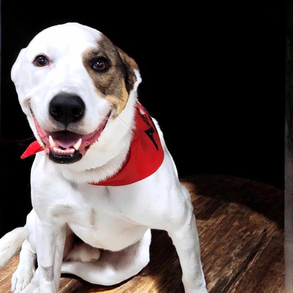 Jackson, an adoptable Mixed Breed in Zimmerman, MN, 55398 | Photo Image 6