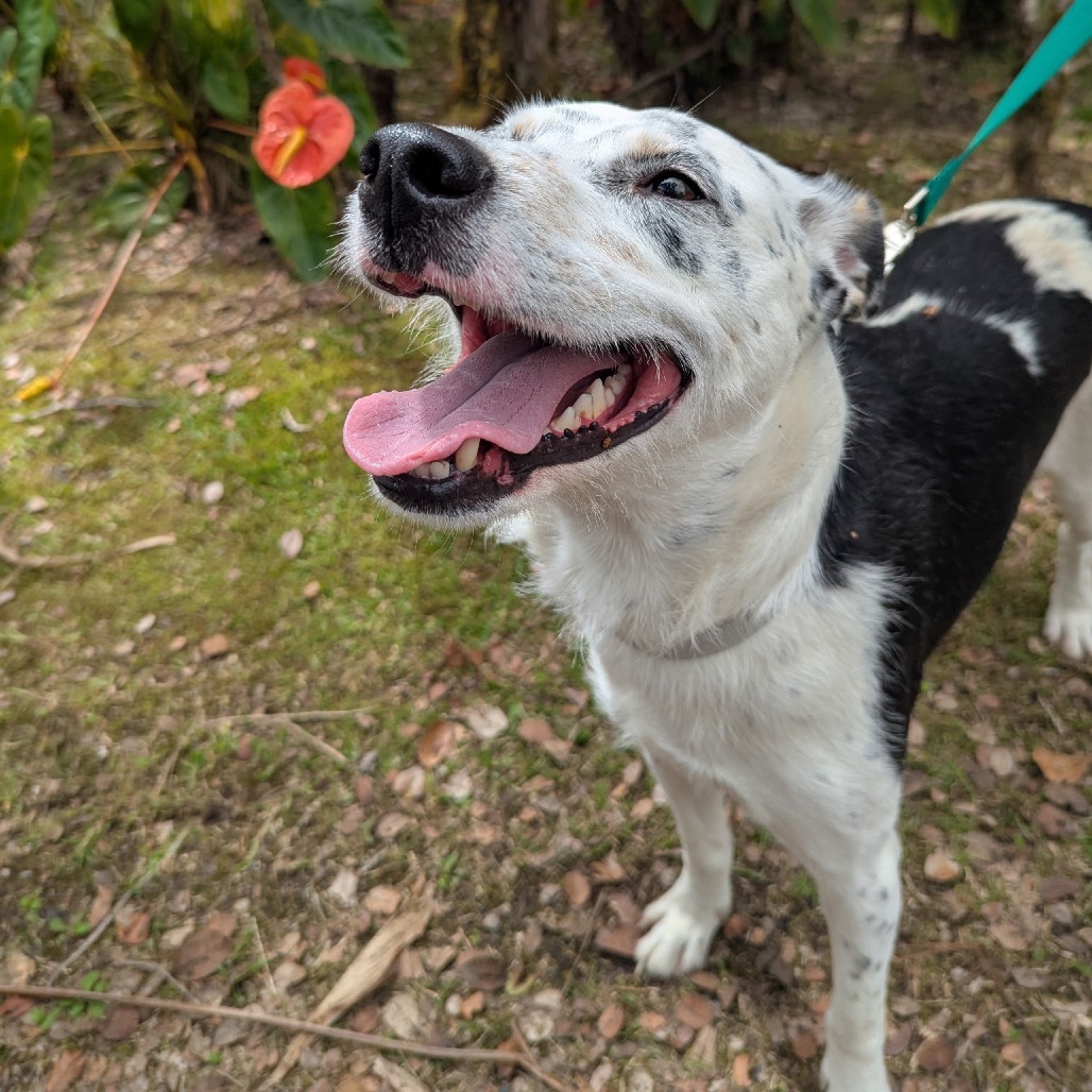 Maka, an adoptable Airedale Terrier, Catahoula Leopard Dog in Volcano, HI, 96785 | Photo Image 1