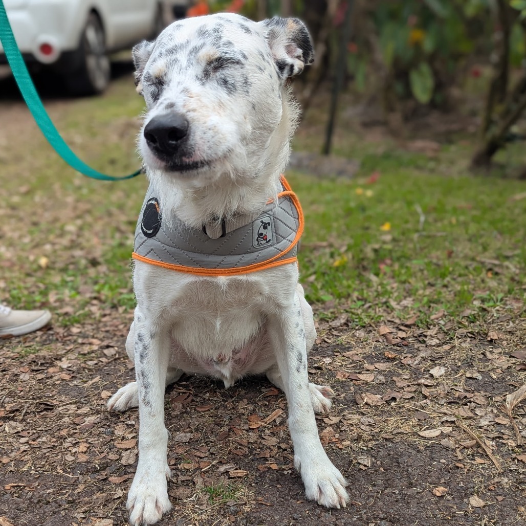 Maka, an adoptable Airedale Terrier, Catahoula Leopard Dog in Volcano, HI, 96785 | Photo Image 3