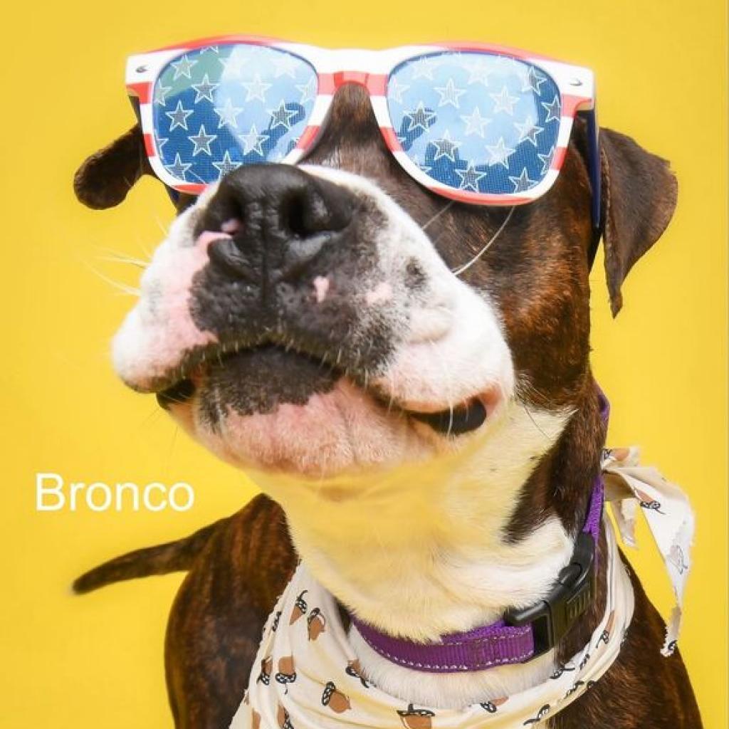 Bronco