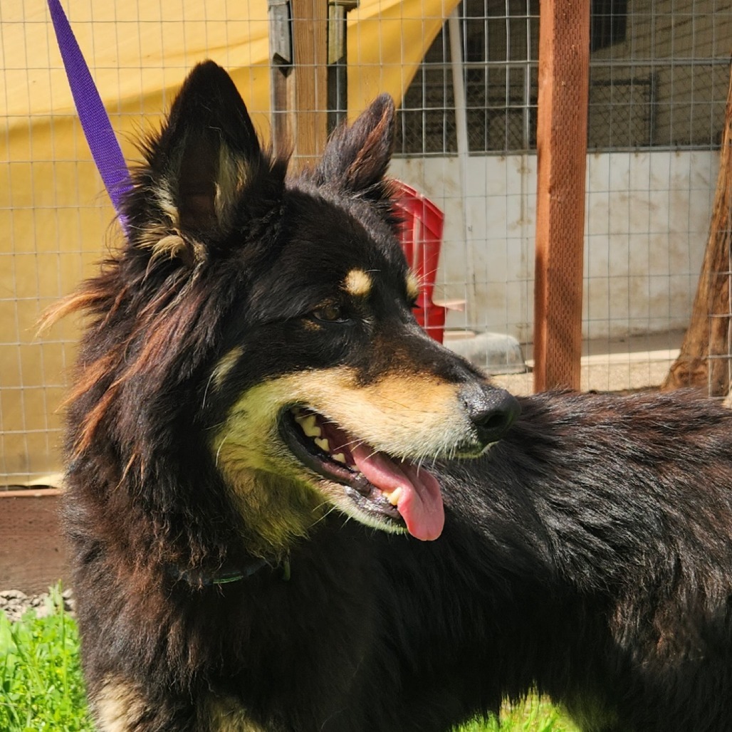 Rex