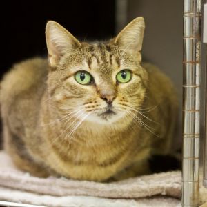 Zelda 2, Adult Female Domestic Short Hair