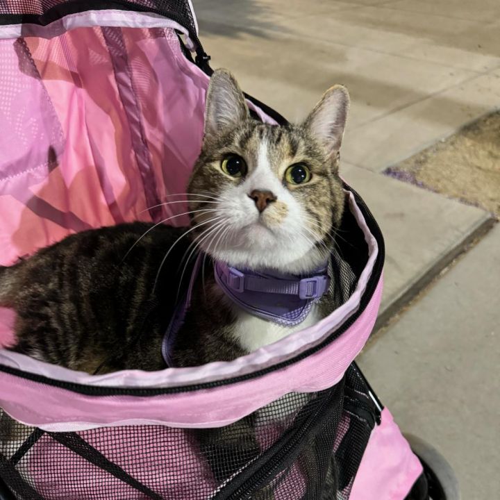 Miss Catty 1