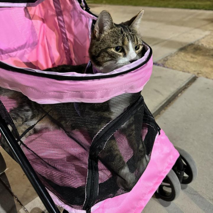 Miss Catty 2