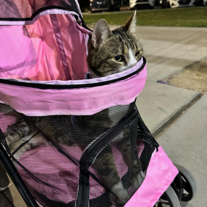 Miss Catty 3
