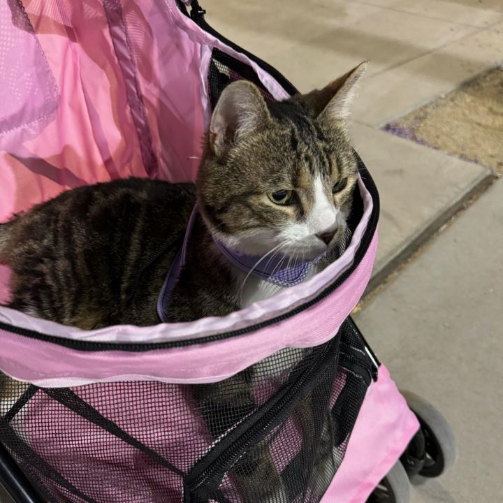 Miss Catty 4