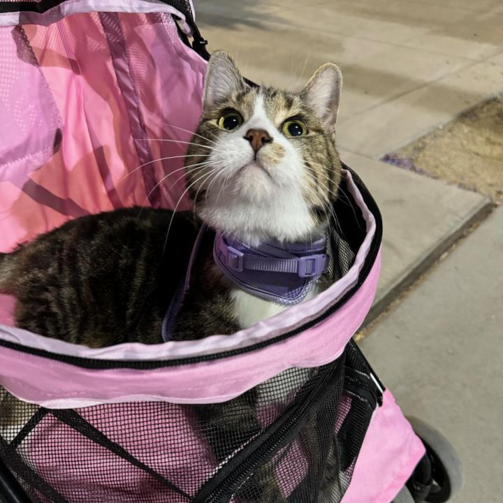 Miss Catty 5