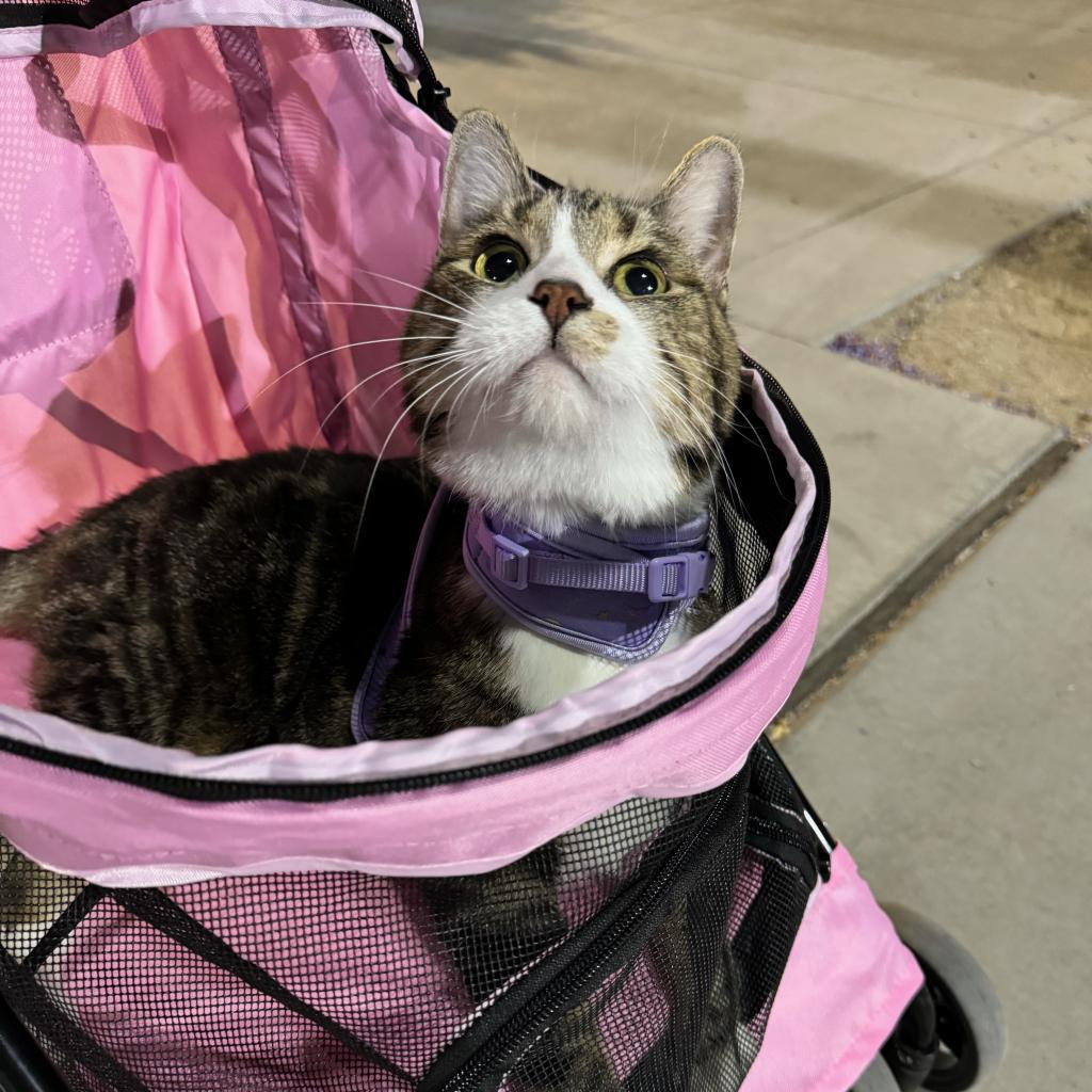 Miss Catty, an adoptable Domestic Short Hair in Las Vegas, NV, 89122 | Photo Image 5