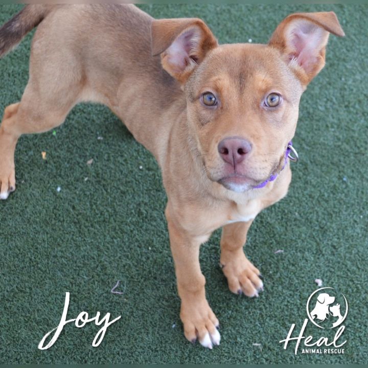 Joy 5