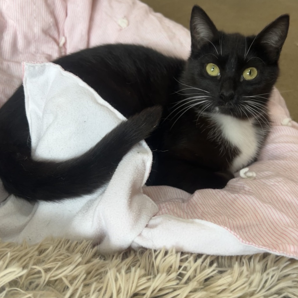 Moon, an adoptable Domestic Short Hair in Wadena, MN, 56482 | Photo Image 1