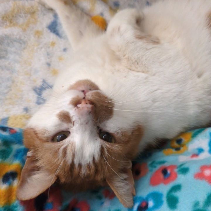 Wally 1