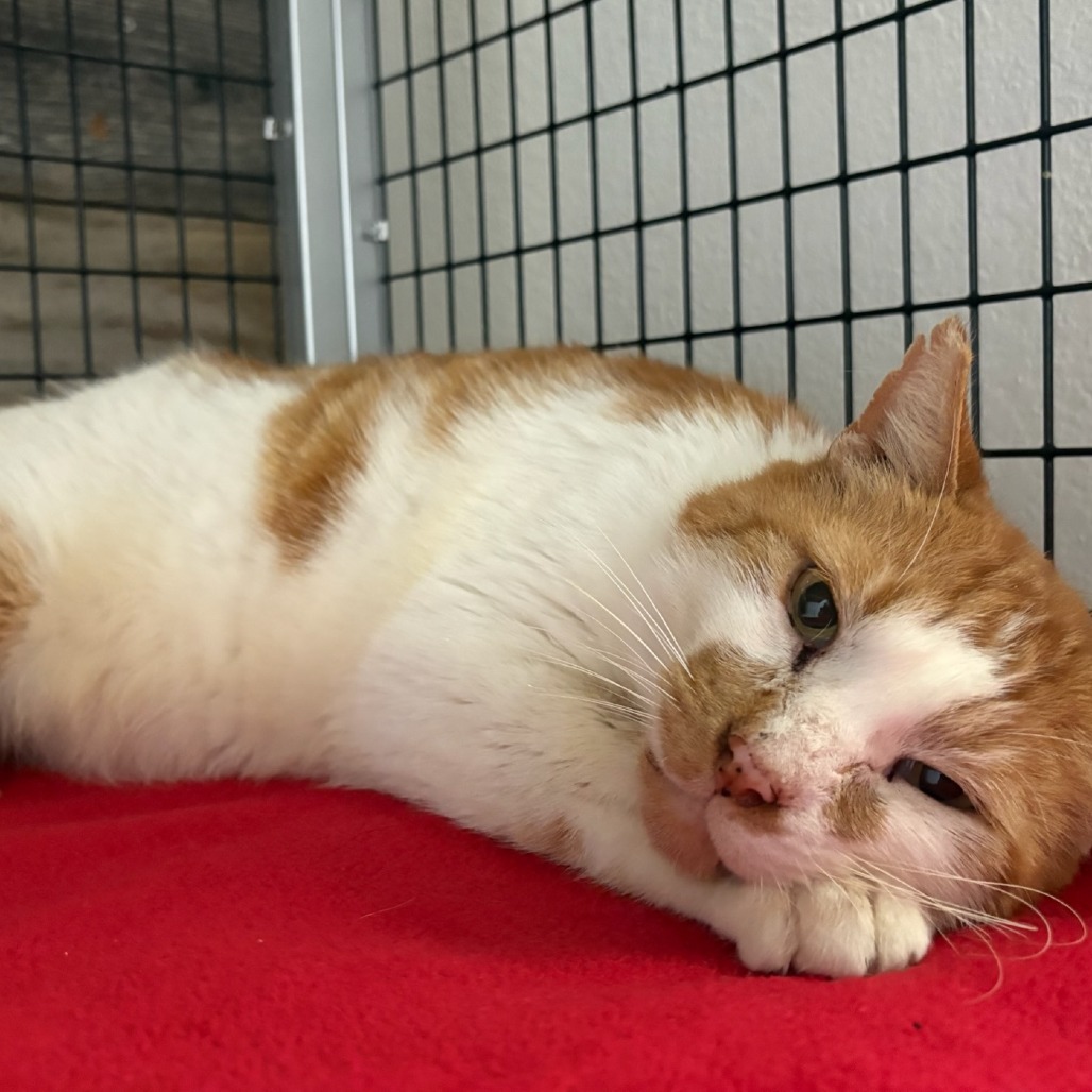 Wally, an adoptable Domestic Short Hair in Santa Rosa, CA, 95403 | Photo Image 2